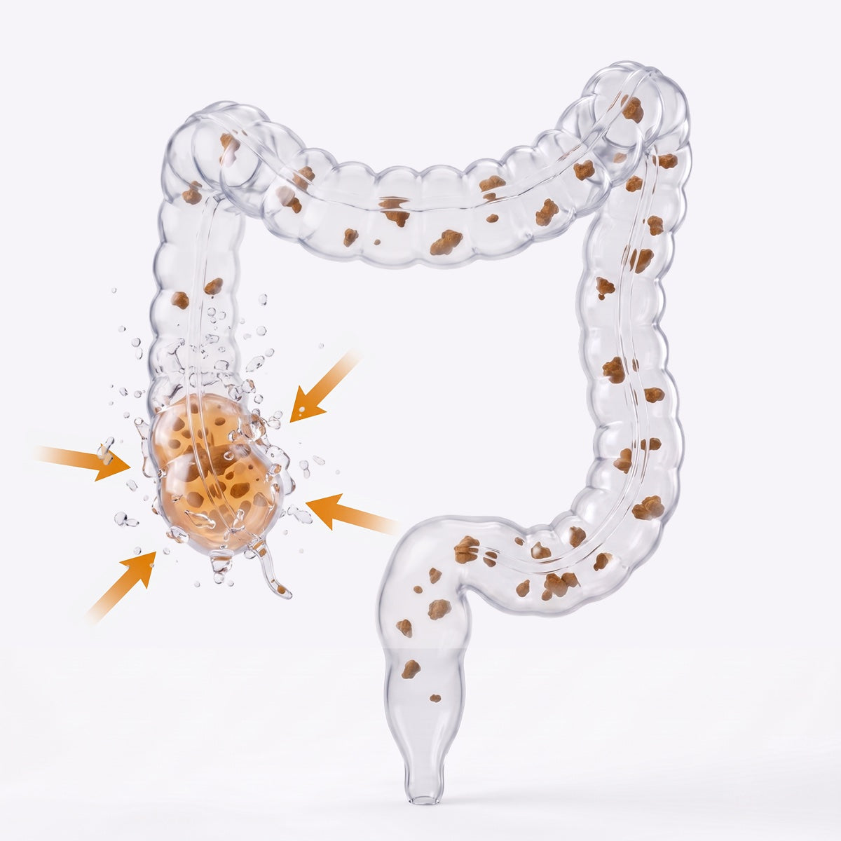 Fiber absorbing water in the colon