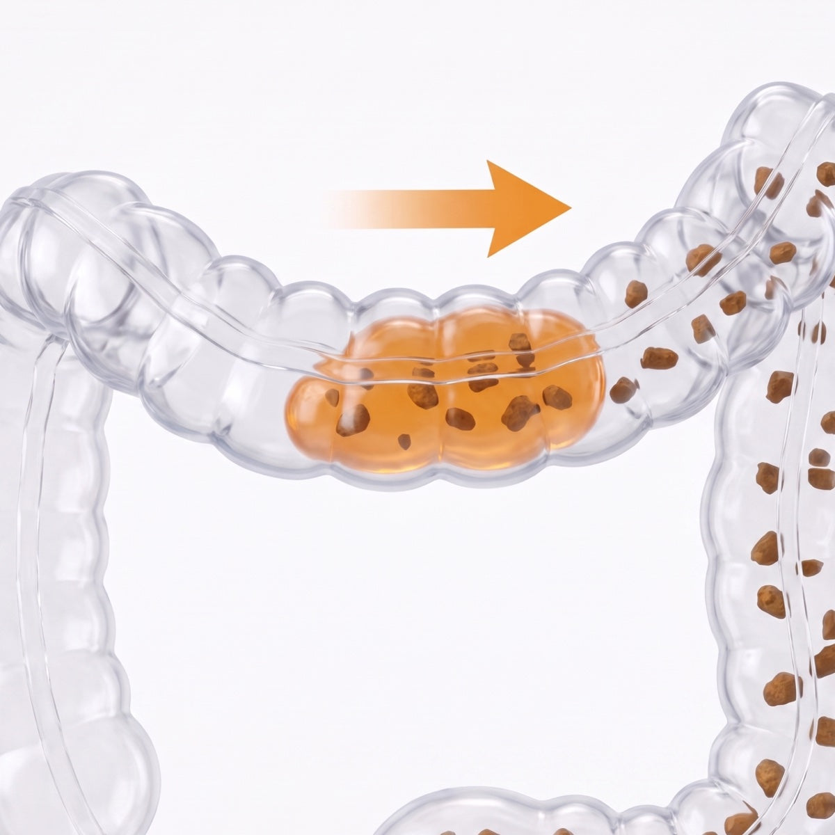 Fiber gel smoothing stool in the colon
