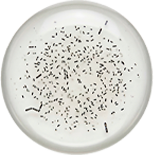 Probiotic ingredient